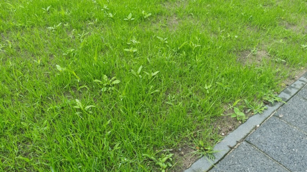 Onkruid in een vers gezaaide gras mat - wat is dit - wat te doen