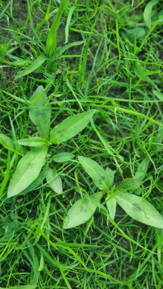 jonge perzikkruid onkruid in vers gazon jonge grasmat grasveld met ongewenste plantjes (Klein).jpg