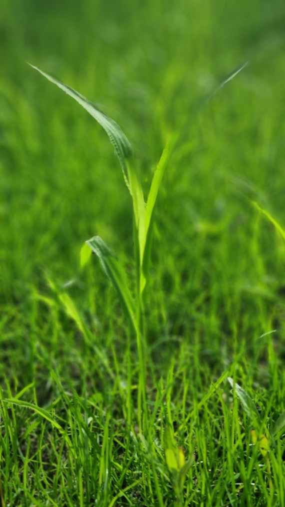 Wild gras in nieuwe gezaaide grasmat
